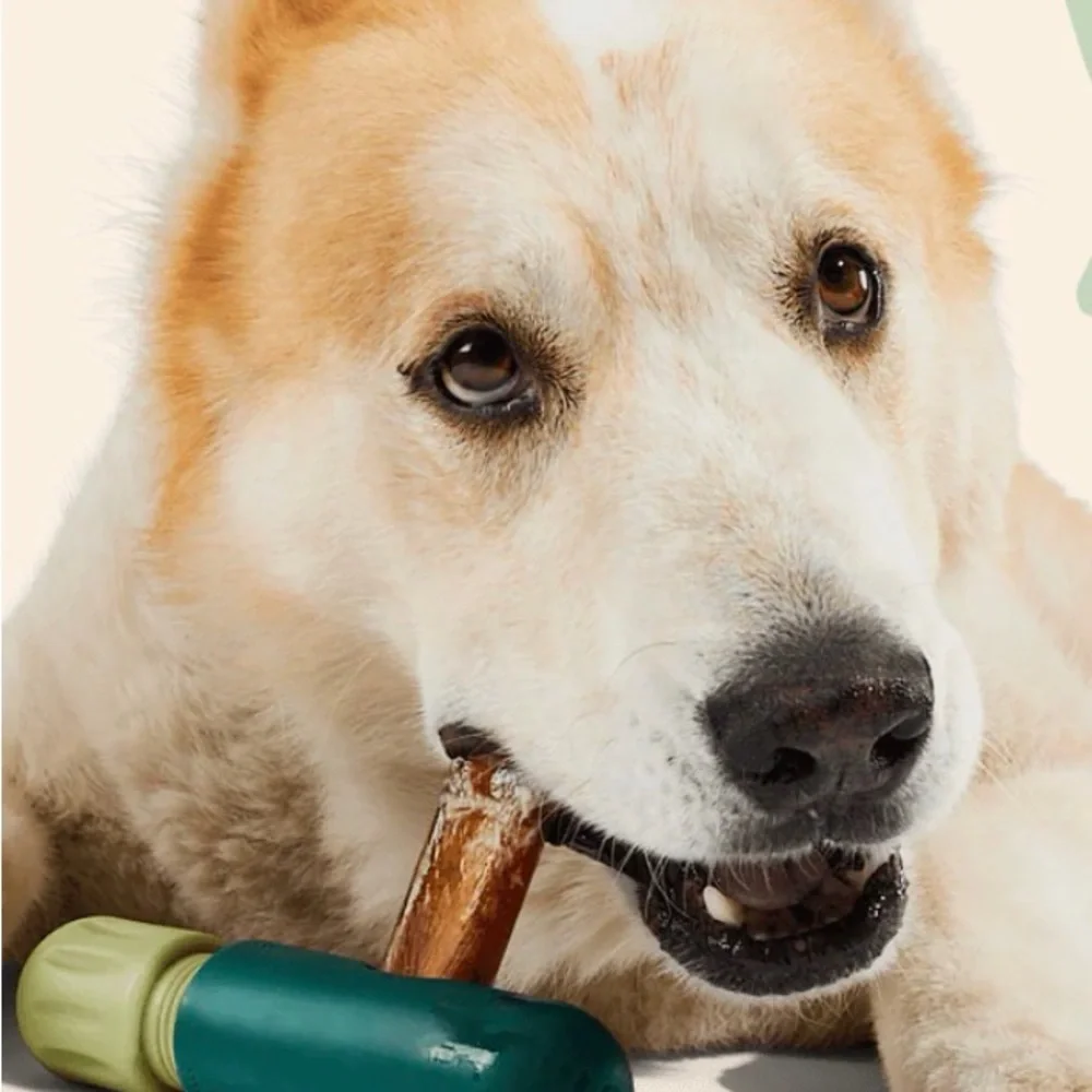 Interactive Dog Chew Toy in Teal and Light Green